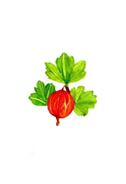 Gooseberry