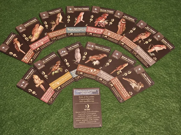 Frogmouth Fan Pack (fan expansion for Wingspan)