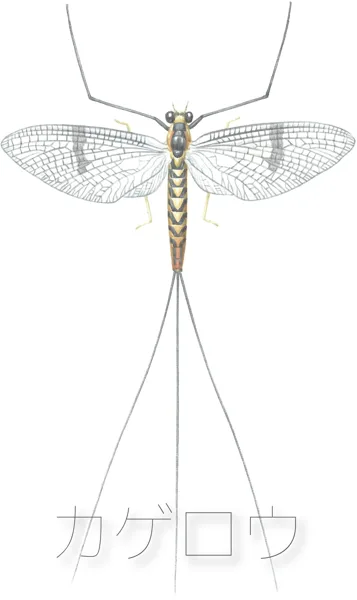 カゲロウ (Mayfly)