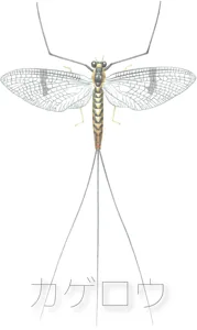 カゲロウ (Mayfly) box cover
