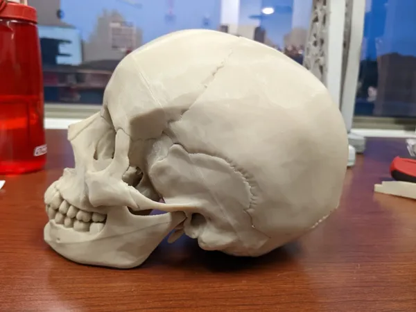 Human Skull, Anatomically Correct Coin Bank