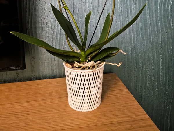 Orchid Pot To Increase Photosynthesis