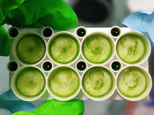 High-Capacity Dish for Photosynthesis Measurement