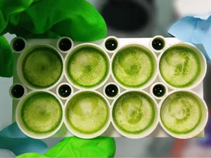 High-Capacity Dish for Photosynthesis Measurement