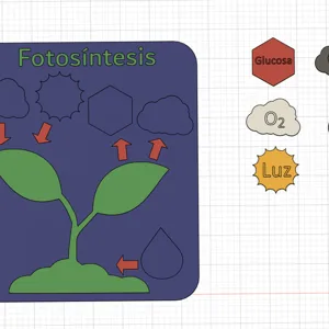 Photosynthesis