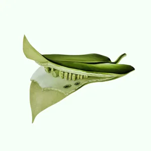 Process Of Photosynthesis