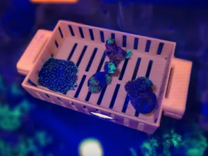 Esquejero flotante acuario - Floating reef frag tray - Print in place