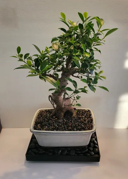 Bonsai Humidity Tray