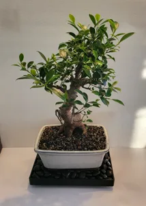 Bonsai Humidity Tray