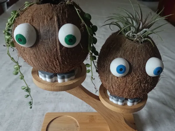 Rounded feed for my coconuts