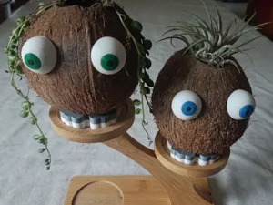 Rounded feed for my coconuts