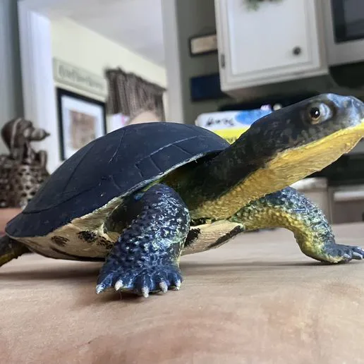 Accurate stl model of an endangered Blandings turtle