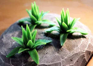 Tabletop plant Agave