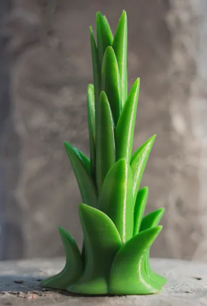 Tabletop plant: Tree Agave